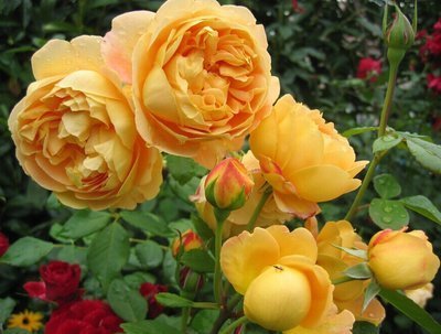 最美4种藤本月季，个个都“惊艳”，年年花开上百朵，你最爱哪种