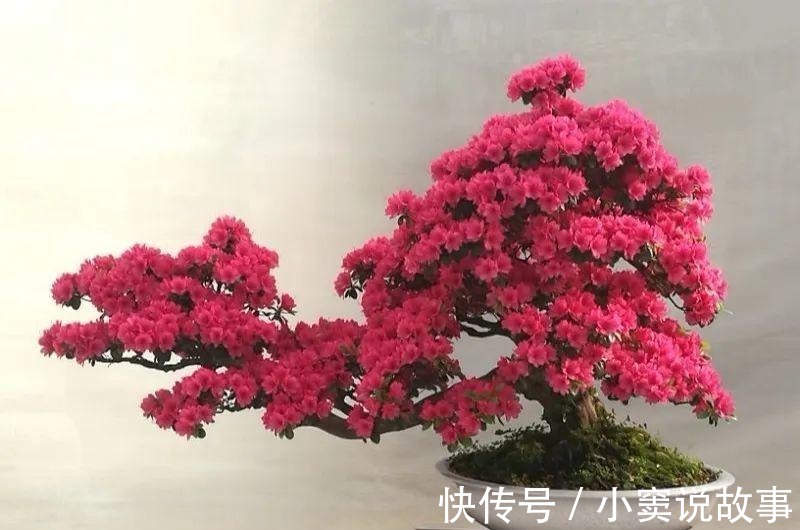 金枝玉叶不能长太高,越矮越值钱,一长高就砍!