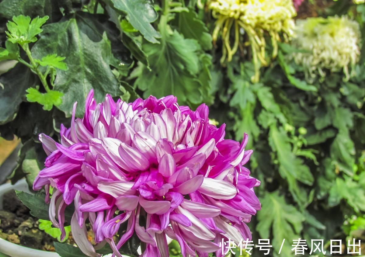 种花|5种花迎来“盛花期”,室内养几盆,那真是太美了!