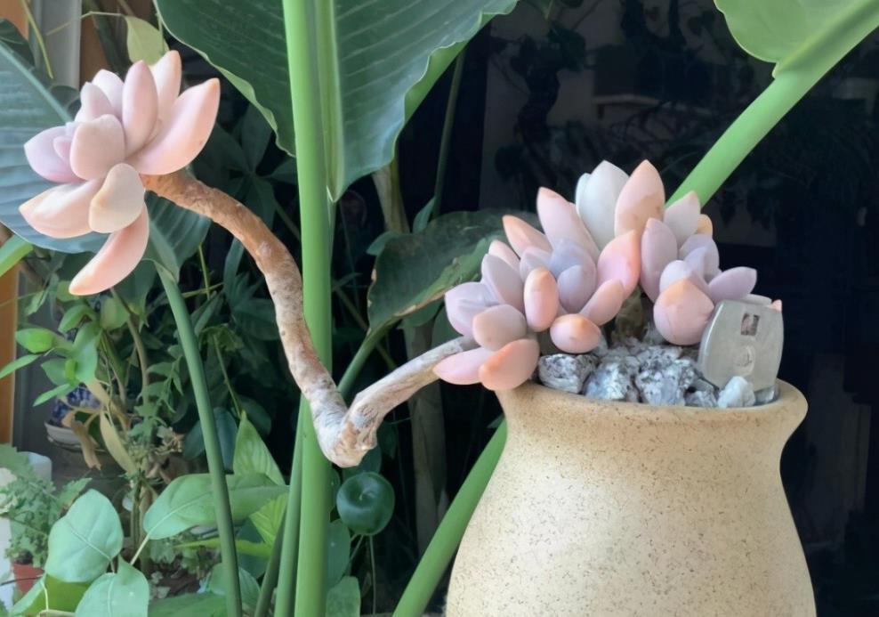 春季养多肉,先用水催养,再控成大老桩,还不信多肉不出悬挂老桩