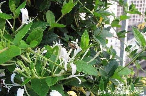 露台|有露台就种这三种花,生长速度快,遮阳好养漂亮,花儿开成瀑布