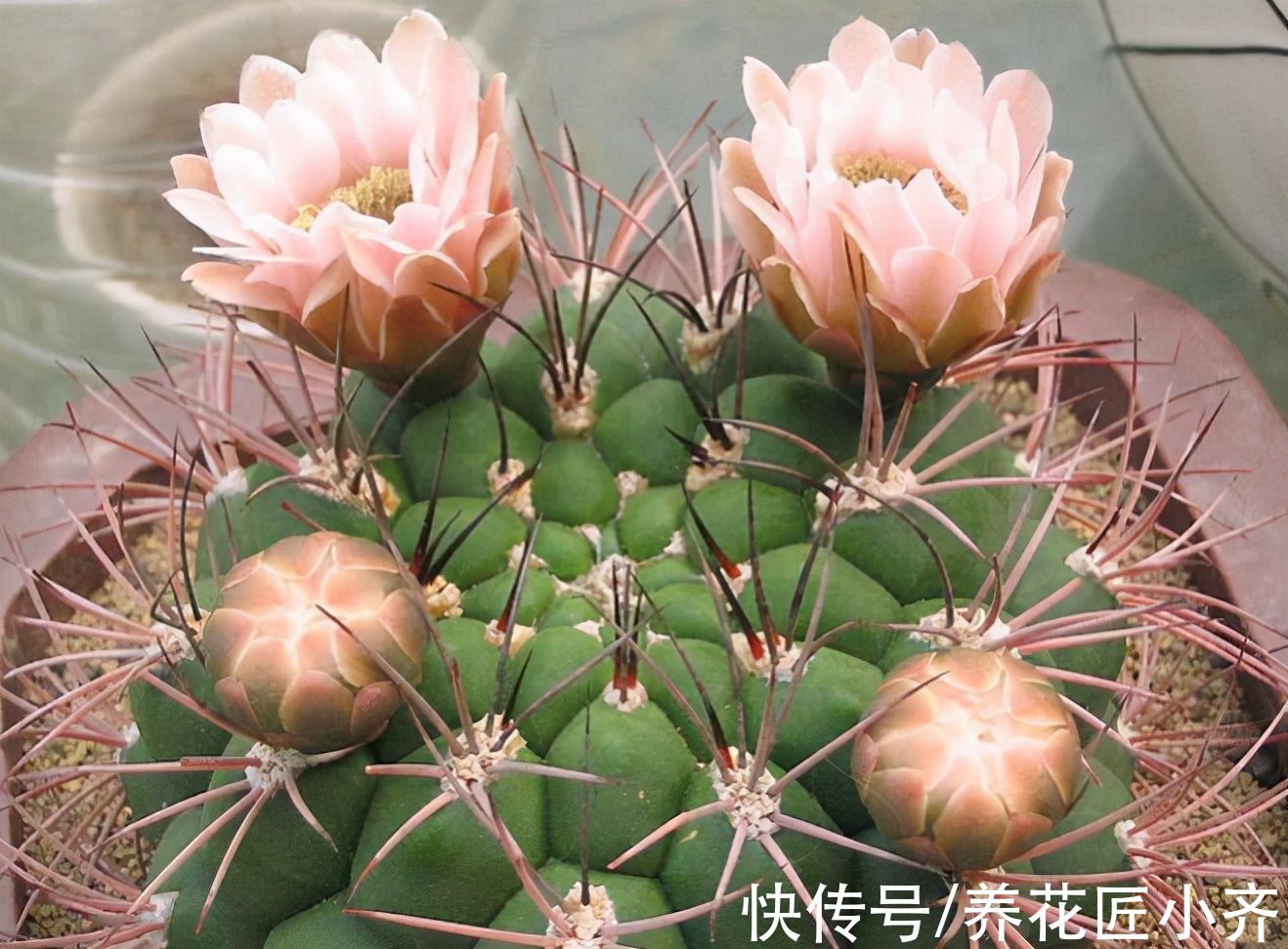 仙人球刺扎人,“拽掉”行不行?剪可以,拽不行