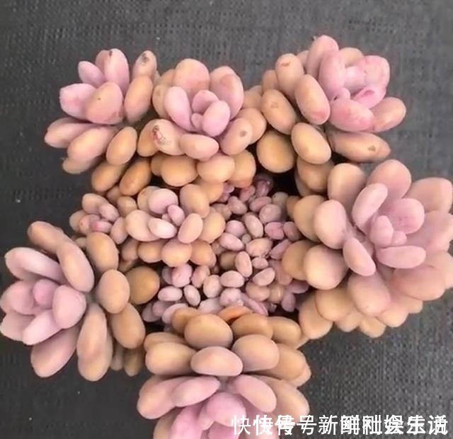 艾伦|养多肉,就养这“6盆”,越长越肥,颜色越来越好看,太美了!