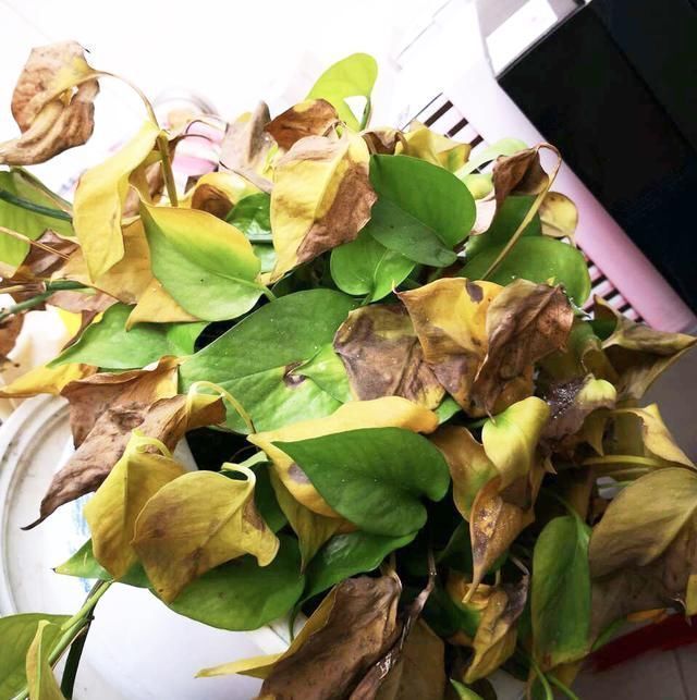 植株|夏天有12种花“晒不得”,见了“强光”就黄叶,挪个地方长得好