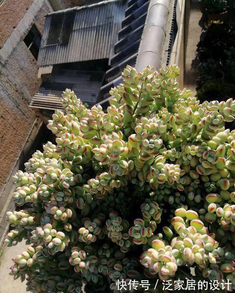 福娘|多肉达摩福娘来头真不小，姐妹多，人气高，养一盆不后悔