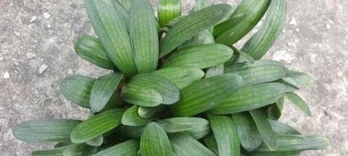 小妙招|养君子兰用这个小妙招,开花多、新叶多、不夹箭,叶子绿的发光