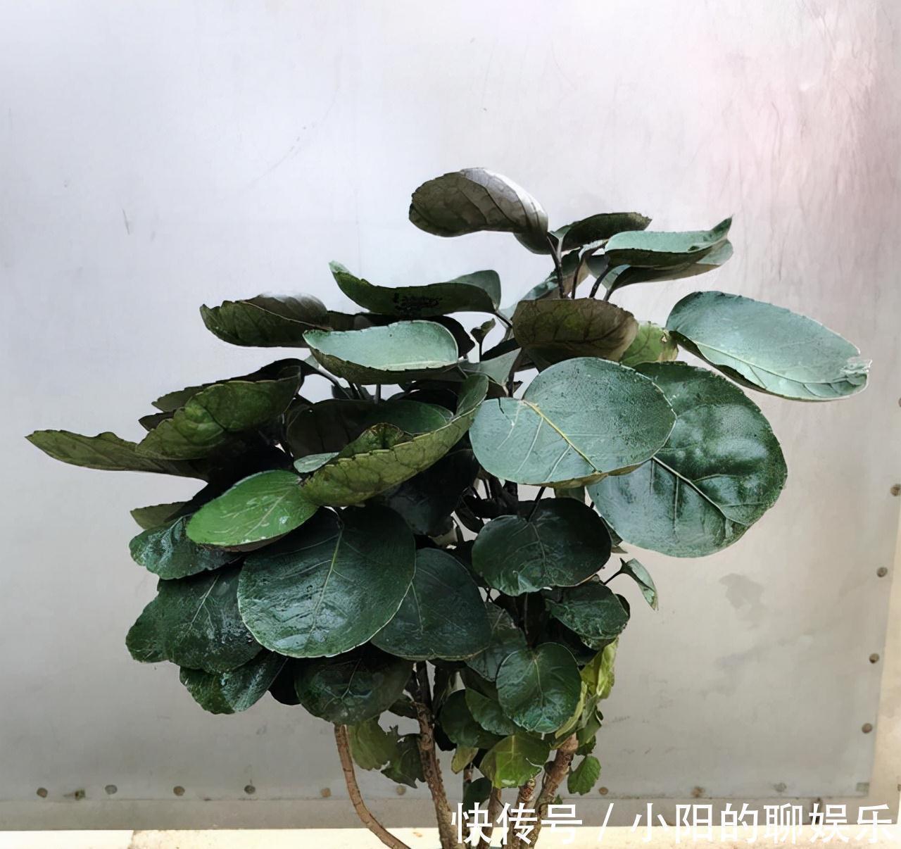 栽培|7种带“钱”字的花,寓意好、观赏价值高,都喜欢在家里栽培