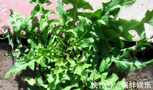 马齿笕|比马齿笕还营养的野菜,有不少好处,城里人买都买不到!