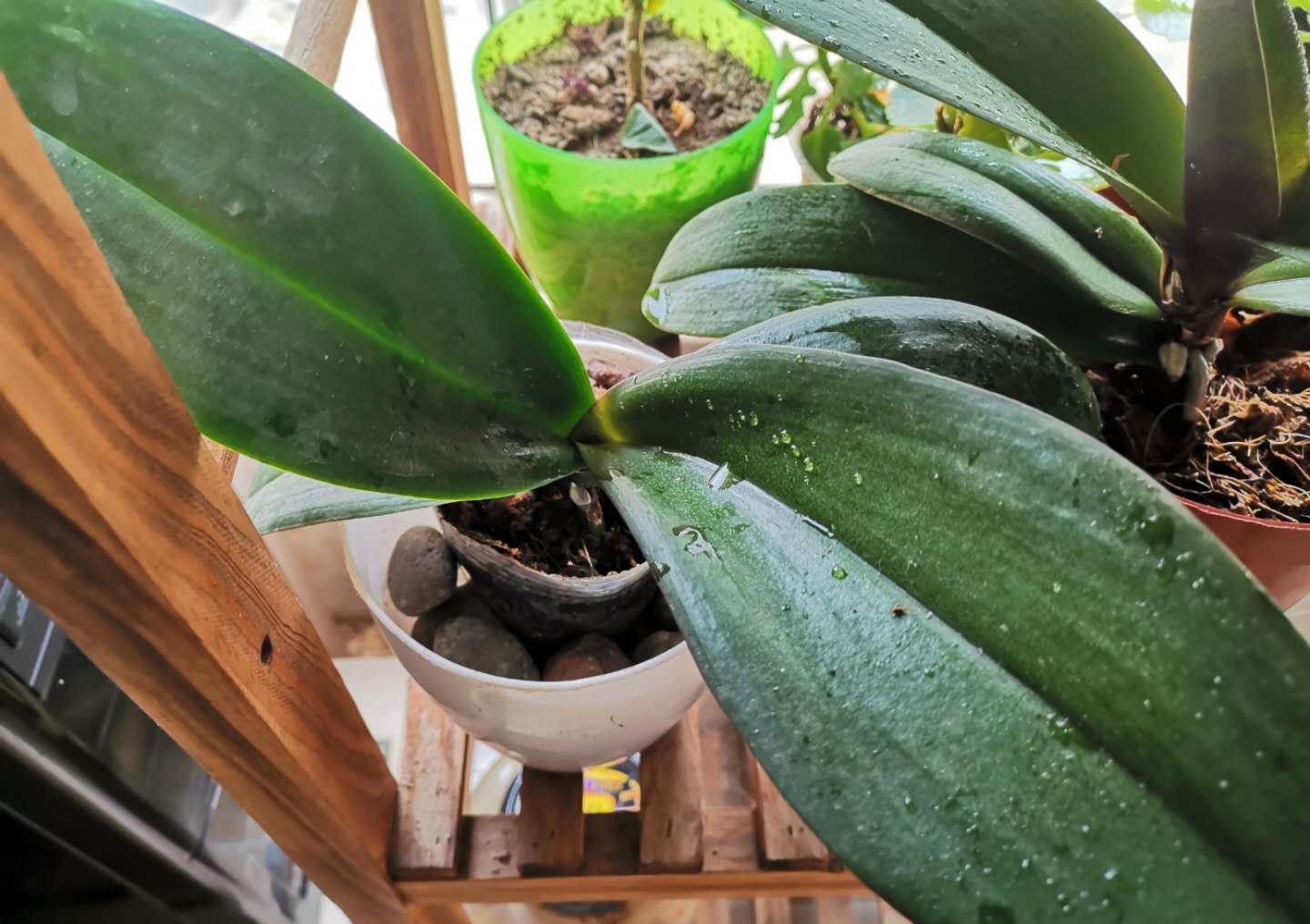 蝴蝶兰根腐就扔了，试试这种办法，操作简单成活率高