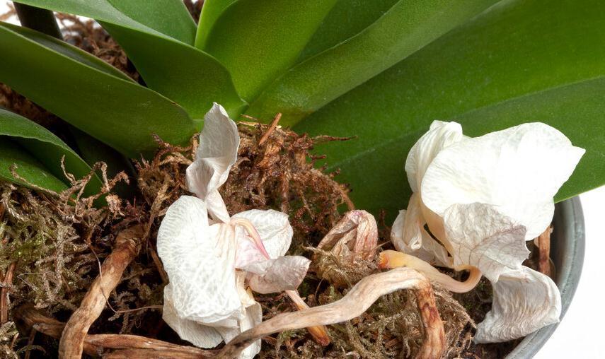 蝴蝶兰根腐就扔了，试试这种办法，操作简单成活率高