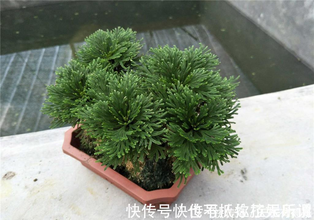 九死还魂草，号称生命力最顽强的植物，观赏价值高，还可做盆景