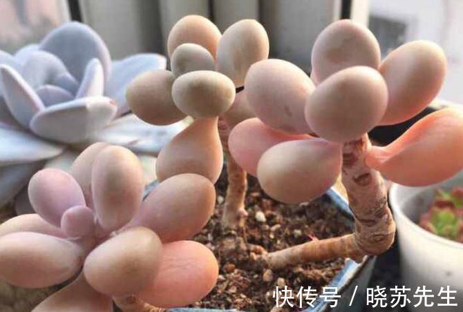 多肉桃蛋有哪些养护技巧,还需要注意哪些事项