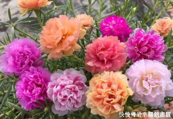 4种“女神花”,婀娜多姿,漂亮高贵优雅,四季繁花似锦,美