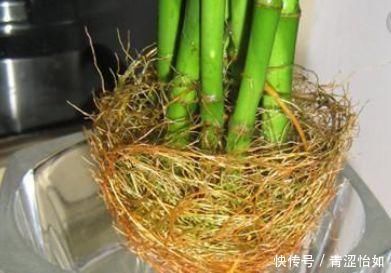 浇灌|文竹富贵竹黄叶,吃粒过期药,30天长爆盆,根系粗壮、叶子绿