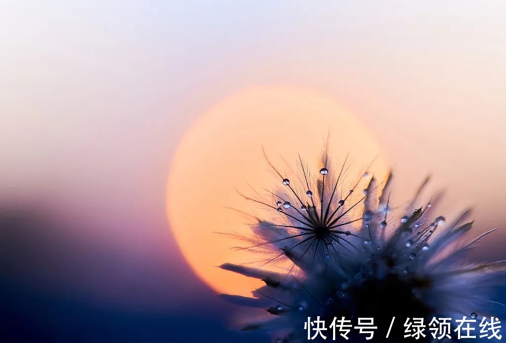 残菊|寒夜，露成霜