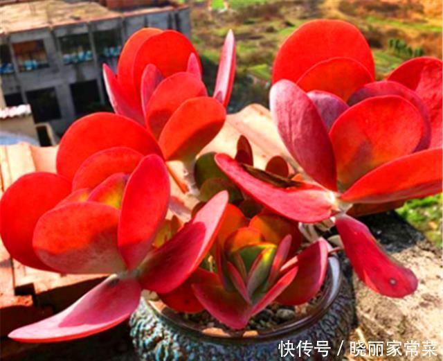 多肉唐印最省心,随便砍一刀,轻松长爆盆,红红火火超喜庆