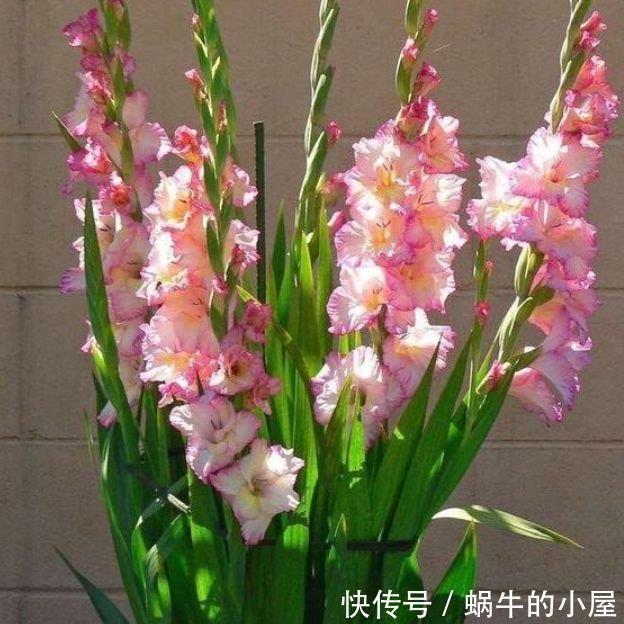 5种花自带财运,一年四季开花不断,花姿优雅,花开直接爆满盆