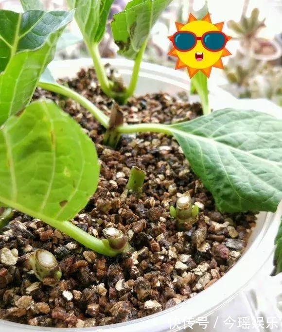 2种扦插法,插什么活什么,养花人都要会,新手也能做得好!