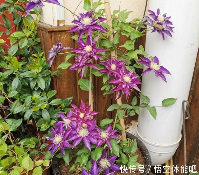 花一变这样，就是休眠了，赶紧换个地方养！花一变这样，就是休眠了，赶紧换个地方养！