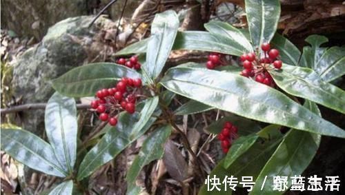 农村|灌木丛里的小红果,过去摘来当零食,殊不知是珍贵的“黄金万两”