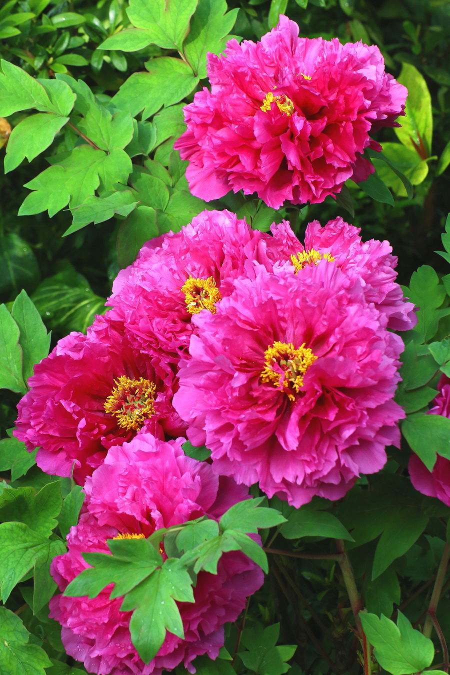 喜欢在家中养护很好，就养3种花卉，花色艳丽，漂亮妩媚，美丽