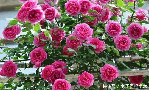 养分|月季花开花越来越少?教你这样做,新芽笋芽一起长,秋天花量翻倍