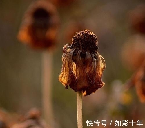 七言绝句$一首名气不大,诗人却如雷贯耳的七言绝句《残菊》