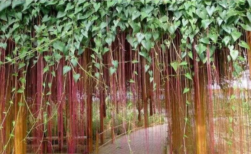 人养花,花也养人,4种花养家里,专吸甲醛、二手烟,快养起来吧