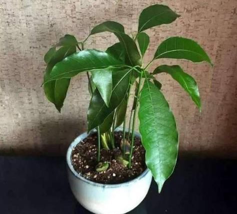 用途|吃剩下的芒果核别扔掉，教你这个用途，一年能帮家里省下不少钱