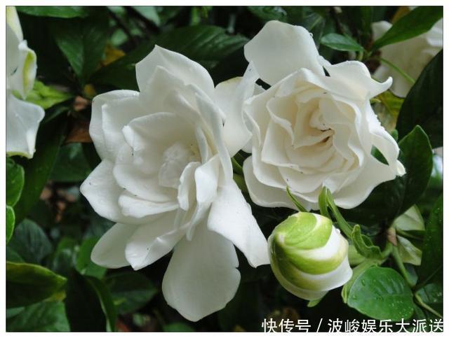 花盆|栀子花养不好可能不是你的问题，挖开花盆看“这里”，你就明白