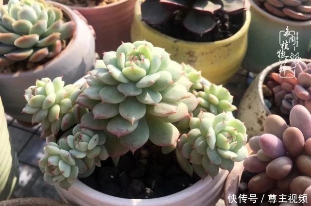 百科|养多肉三年多,初见惊鸿!累并快乐着!养多肉三年多,初见惊鸿!累并快乐着!