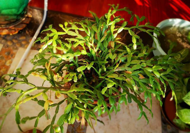 蟹爪兰养了10年都没开花,莫非是棵公的