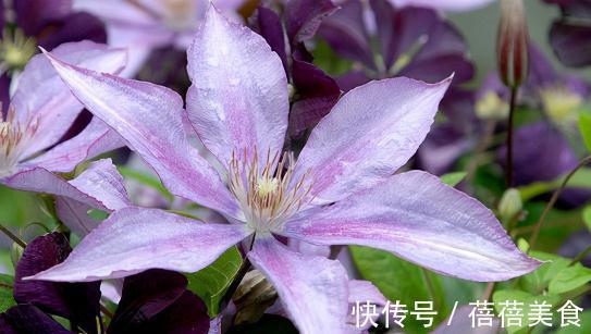 这五种花，南方花友随便挑，一年四季花开不断