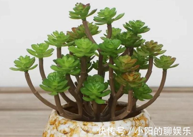 说实话多肉真好养,你只要注意3个事项,啥肉肉都能养活