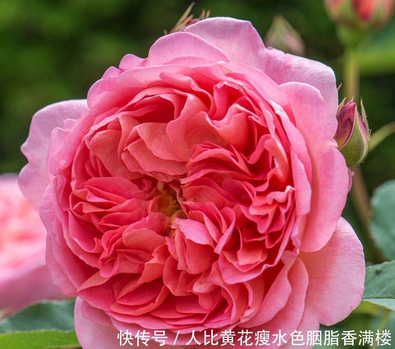 喜欢玫瑰,不如养“精品玫瑰”博斯科贝尔,花瓣如千丝,美如翠绿