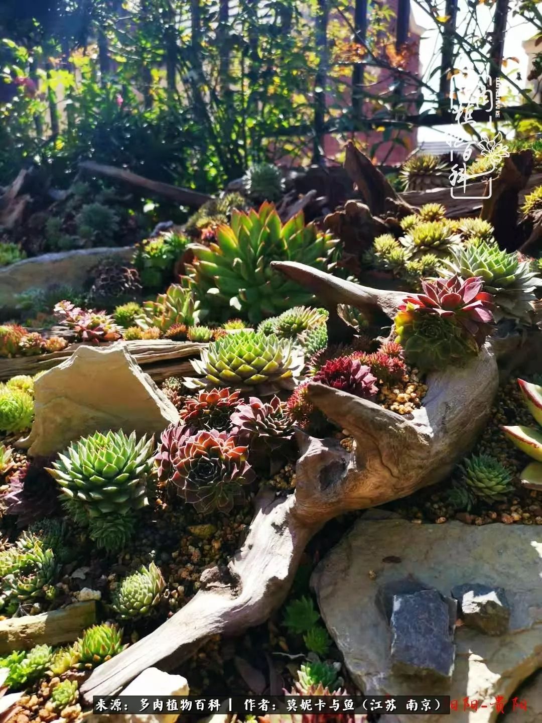 这多肉拼盘这么仙!如何制作达人手把手教你制作长生草拼盘!