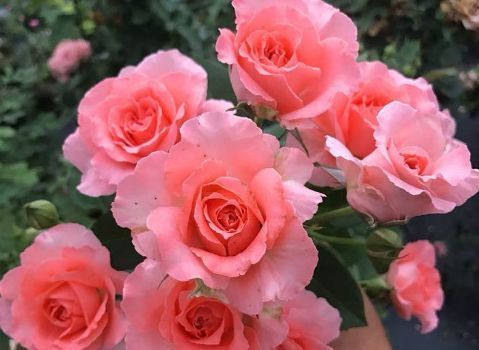 新手养花，不如养盆花中精品“胭脂红”，仙气十足，尤为特别