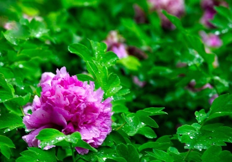 武则天|临夏牡丹与杨贵妃和武则天有关?