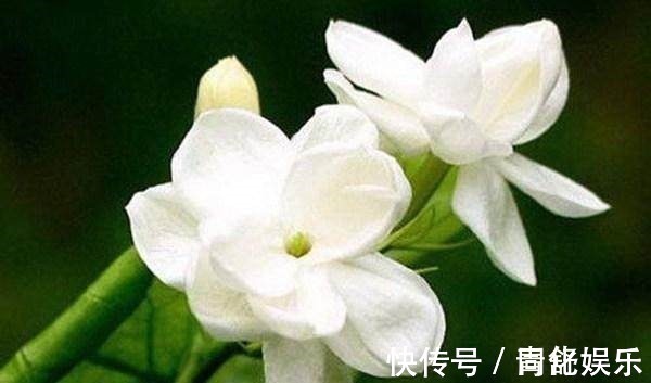 大爷|大爷一盆茉莉养30多年,他只做了这个小动作,年年开花3次