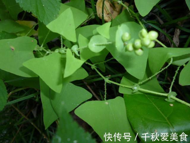 托叶|根治带状疱疹，只需一味草药，治标又治本！