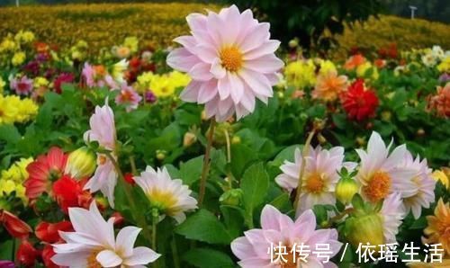 养护|4种花越看越喜欢，又美又香，四季开花不停，养护容易