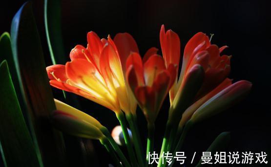 养花总黄叶,学会1招,3天绿回来,花卉蹭蹭长