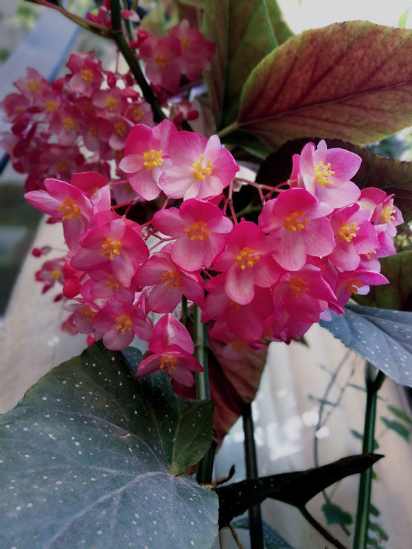 养花就养个花期长的,浇点水晒晒太阳就疯长,开花不断!