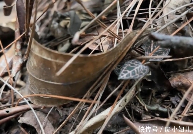 金线莲|大山里一种珍稀植物，市场上一斤好几百，妹子两小时只摘到一小把