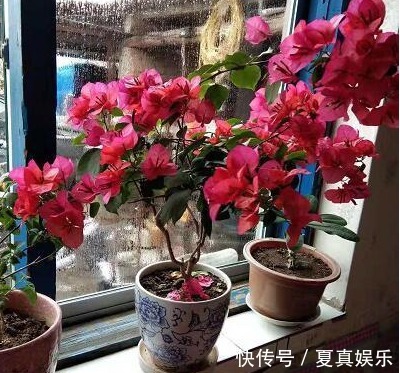 无人要的“小东西”，捡一点，水里加几粒，浇啥都行，比淘米水好