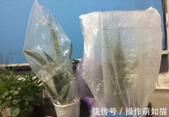 浇水|虎皮兰在冬天，处于“虚弱期”，避开3个休眠坑，一年能爆一大盆