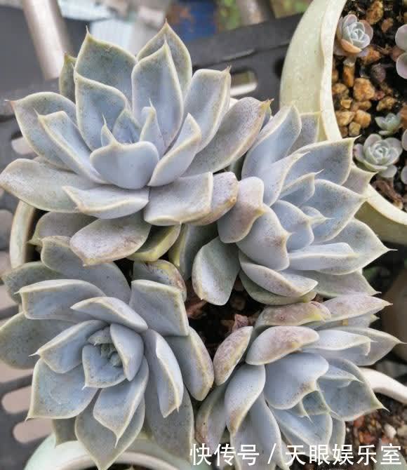 叶片|养多肉，带有目的性的去养，往往会养的更好，以养状态为主