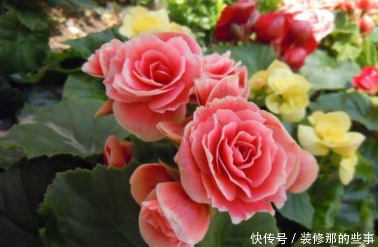 果汁|此花超漂亮,沾土就活,开花又大又艳,花形别致,散发芳香
