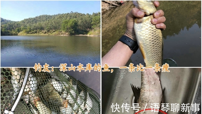 鱼头|广东一水库里的鱼集体“瘦成长条”,钓鱼人:幸好被我钓起来了