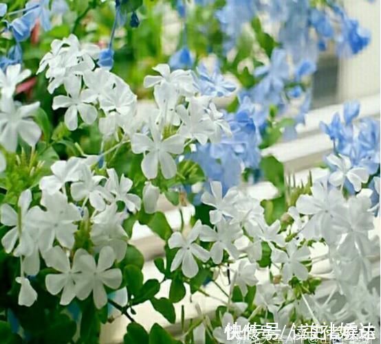 白雪花|以前只知道有蓝雪花,原来还有白雪花、红雪花,你都见过吗